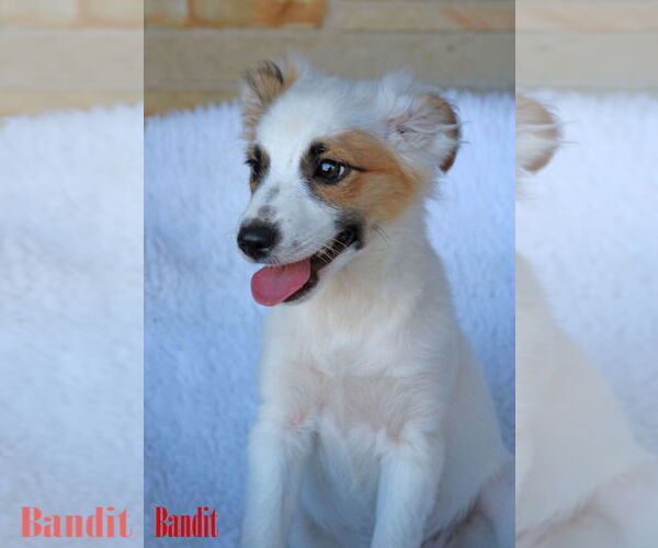 Medium Photo #9 Chihuahua-Unknown Mix Puppy For Sale in Wakefield, RI, USA