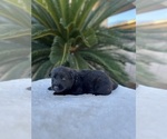 Small Photo #8 Dutch Shepherd Dog Puppy For Sale in LOS ANGELES, CA, USA