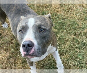 WEB - Male Mutt Dog for Adoption - Photo #2