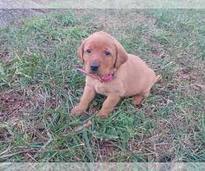 Labrador Retriever Puppy for sale in MC GAHEYSVILLE, VA, USA