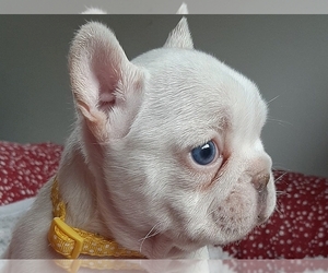 French Bulldog Puppy for sale in BOSTON, MA, USA