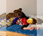 Small #28 American Staffordshire Terrier-Boxer Mix