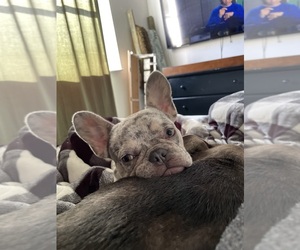 French Bulldog Dogs for adoption in POMPANO BEACH, FL, USA