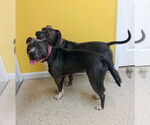 Small #6 American Pit Bull Terrier