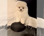 Small Photo #15 Pomeranian Puppy For Sale in REDDING, CA, USA
