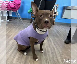 Mutt Dogs for adoption in Washington, DC, USA