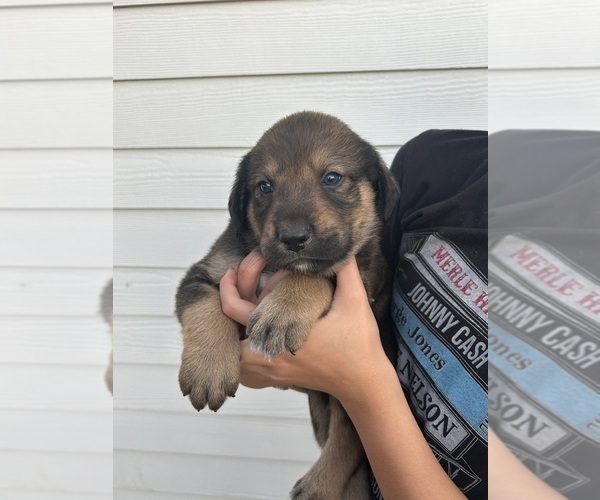 Medium Photo #5 Labrenees Puppy For Sale in BELTON, TX, USA