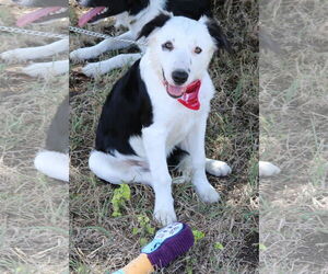 Border Collie-Unknown Mix Dogs for adoption in Bandera, TX, USA