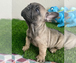 Small Photo #2 French Bulldog Puppy For Sale in KISSIMMEE, FL, USA