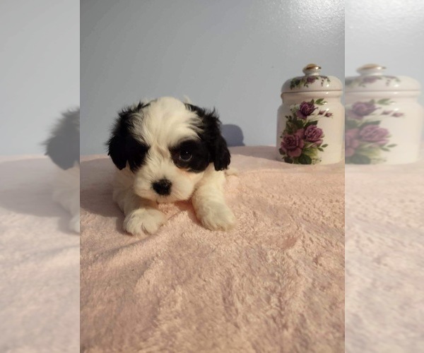 Medium Photo #1 Zuchon Puppy For Sale in MOUNT PLEASANT, MI, USA