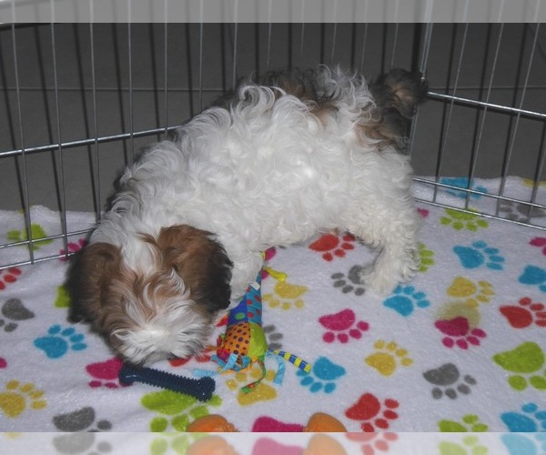 Medium Photo #14 Shih-Poo Puppy For Sale in ORO VALLEY, AZ, USA