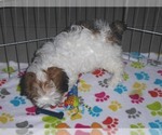 Small Photo #14 Shih-Poo Puppy For Sale in ORO VALLEY, AZ, USA
