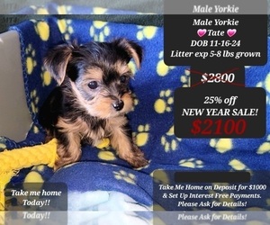 Yorkshire Terrier Puppy for sale in TUCSON, AZ, USA