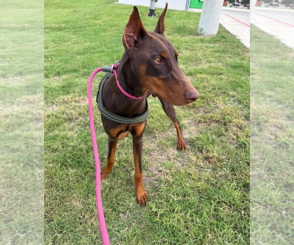 Medium Photo #1 Doberman Pinscher Puppy For Sale in Buffalo, MN, USA