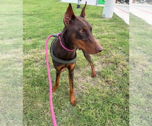 Doberman Pinscher Dogs for adoption in Buffalo, MN, USA