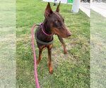 Small Doberman Pinscher