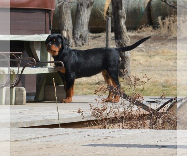 Medium Photo #7 Rottweiler Puppy For Sale in OGALLALA, NE, USA