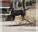 Small Photo #7 Rottweiler Puppy For Sale in OGALLALA, NE, USA