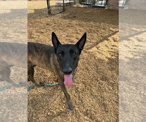 Holland Shepherd Dogs for adoption in Imlay City, MI, USA