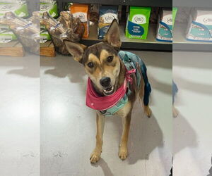 Mutt Dogs for adoption in La Verne, CA, USA