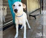 Small #4 Retriever  Mix