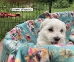 Small Photo #1 Coton de Tulear Puppy For Sale in RUBICON, WI, USA