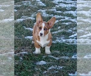 Welsh Cardigan Corgi Puppy for sale in WATERTOWN, SD, USA