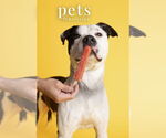 Small #15 American Staffordshire Terrier Mix