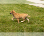 Small Photo #37 Shiba Inu Puppy For Sale in MILLERSBURG, IN, USA
