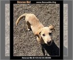 Small Photo #1 Labrador Retriever-Unknown Mix Puppy For Sale in Benton, PA, USA