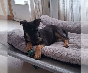 Annie - Female German Shepherd Dog Dog for Adoption - Photo #6