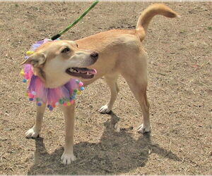 Layla - Female Catahoula Leopard Dog-Siberian Husky Mix Dog for Adoption - Photo #3