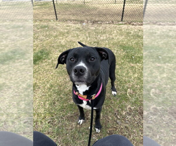 Medium Photo #11 Mutt Puppy For Sale in Evansville, IN, USA