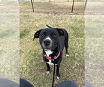 Small #10 Mutt