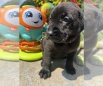 Small #11 Labrador Retriever