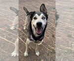 Small #2 Siberian Husky Mix