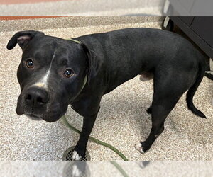 Mutt Dogs for adoption in Pueblo, CO, USA