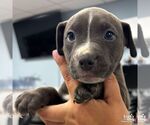 Small Mutt