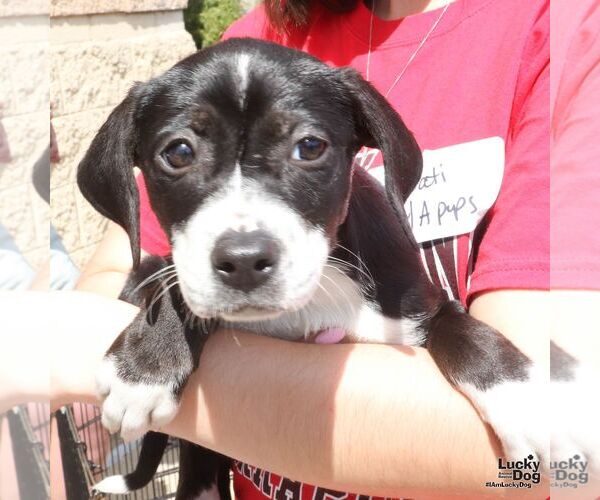 Medium Photo #6 Labrador Retriever-Unknown Mix Puppy For Sale in Washington, DC, USA
