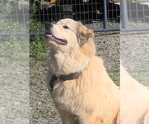 Father of the Great Pyrenees puppies born on 12/16/2021