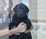 Puppy Sunny Labrador Retriever