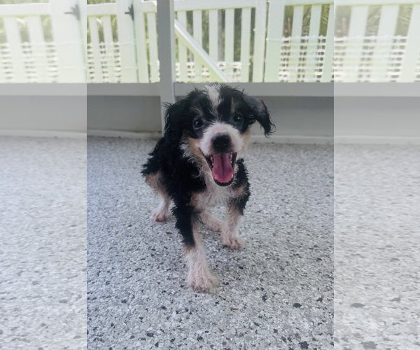 Medium Photo #8 Bernese Mountain Dog-Poodle (Miniature) Mix Puppy For Sale in Valrico, FL, USA