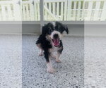 Small #7 Bernese Mountain Dog-Poodle (Miniature) Mix