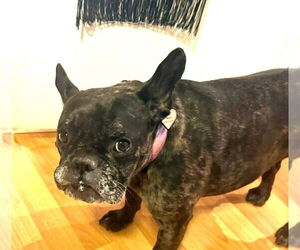 French Bulldog Dogs for adoption in Chandler, AZ, USA
