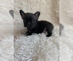 Small Photo #5 French Bulldog Puppy For Sale in HUSON, MT, USA