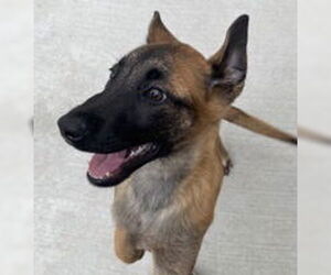 Mutt Dogs for adoption in Salinas, CA, USA