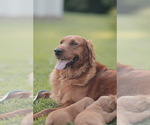 Small #8 Golden Retriever