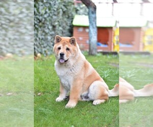 Chow Chow Puppy for sale in Targu-Mures, Mures, Romainia