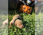 AKC Golden Retr - Male Golden Retriever Puppy for Sale - Photo #7