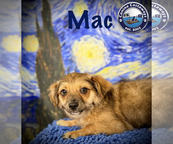 Medium Photo #9 Chiranian Puppy For Sale in Arcadia, FL, USA